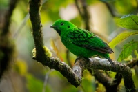 Lobos cernohrdly - Calyptomena whiteheadi - Whiteheads Broadbill o4450